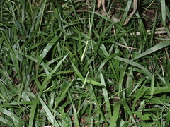 Paspalum langei