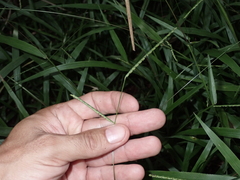 Paspalum langei
