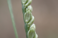 Paspalum langei
