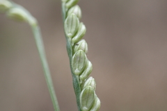 Paspalum langei