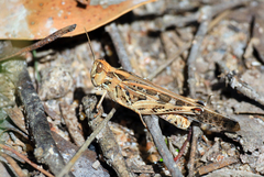 Chortoicetes terminifera