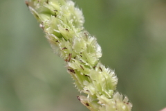 Paspalum fimbriatum