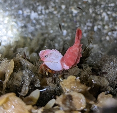 Spirontocaris prionota