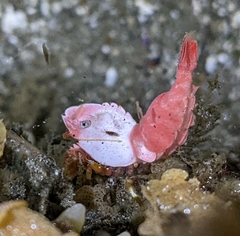 Spirontocaris prionota