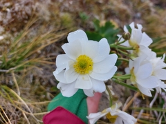 Ranunculus lyallii