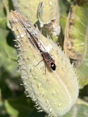 Lygaeus kalmii kalmii