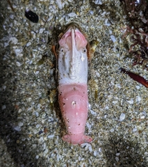 Spirontocaris prionota