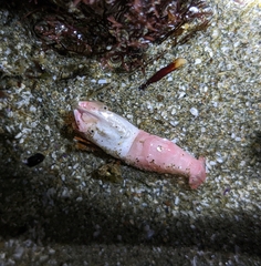 Spirontocaris prionota