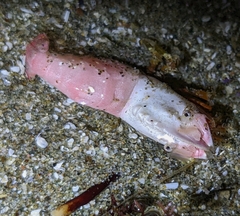 Spirontocaris prionota