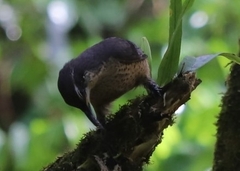 Ptiloris victoriae