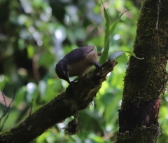 Ptiloris victoriae