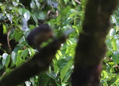 Ptiloris victoriae