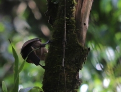 Ptiloris victoriae