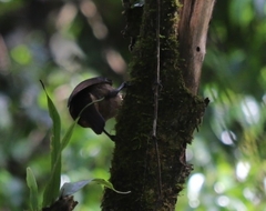 Ptiloris victoriae