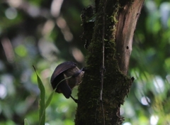 Ptiloris victoriae