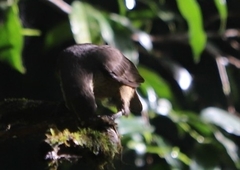 Ptiloris victoriae