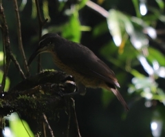 Ptiloris victoriae