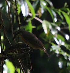 Ptiloris victoriae