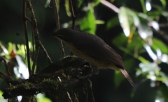 Ptiloris victoriae