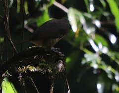 Ptiloris victoriae