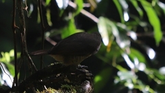 Ptiloris victoriae