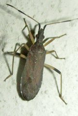 Dicranocephalus caffer