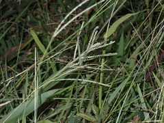 Paspalum paniculatum