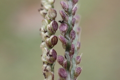 Paspalum paniculatum