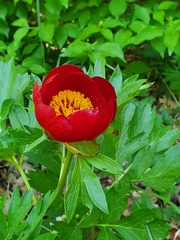 Paeonia peregrina