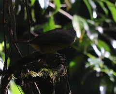 Ptiloris victoriae
