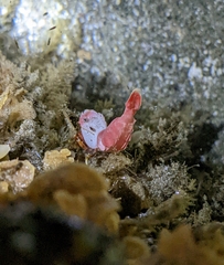 Spirontocaris prionota