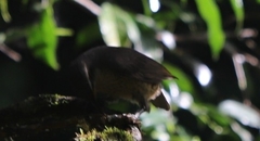 Ptiloris victoriae