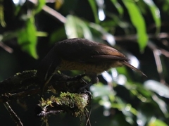 Ptiloris victoriae