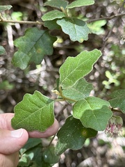 Chorilaena quercifolia