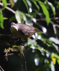 Ptiloris victoriae