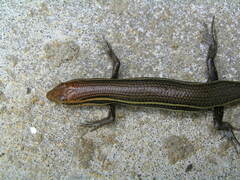 Trachylepis bensonii