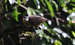 Ptiloris victoriae