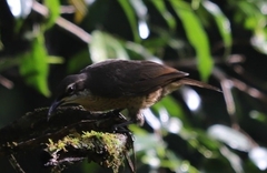 Ptiloris victoriae