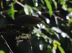 Ptiloris victoriae