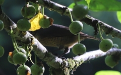 Ptiloris victoriae