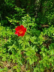 Paeonia peregrina
