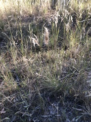 Rytidosperma setaceum