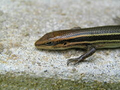 Trachylepis bensonii