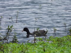 Fulica atra atra