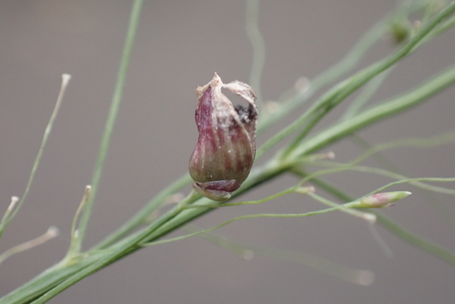 Conidiosporomyces ayresii