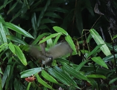 Meliphaga