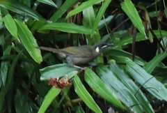 Meliphaga
