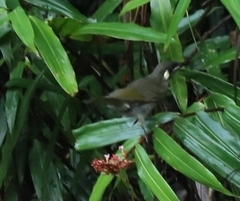 Meliphaga