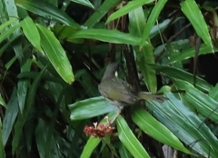 Meliphaga