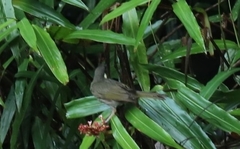 Meliphaga